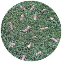 Victoria turfgrass aeration and seeding