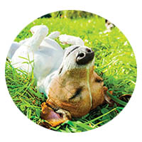 Victoria flea and tick control