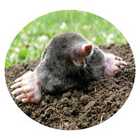 Victoria mole & grub control