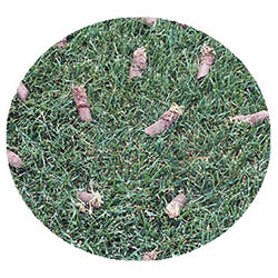 Victoria spring touch aeration and seeding