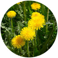 Victoria grass weed control